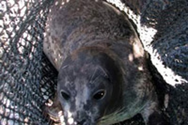 Ngư dân trình báo bắt được hải cẩu