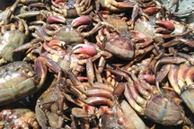 Nghề muối ba khía Cà Mau được công nhận di sản văn hóa phi vật thể quốc gia