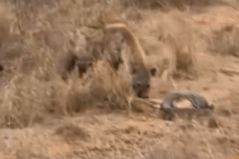 Linh cẩu ma mãnh cướp con mồi của trăn đá trong chớp mắt