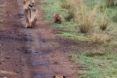 Sư tử con hào hứng khi được gặp lại mẹ