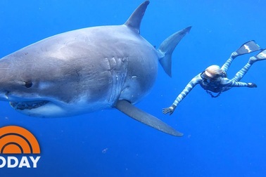 Ocean Ramsey bơi cùng cá mập