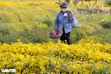 Mùa hoa cúc chi cuối cùng vàng rực trên cánh đồng Nghĩa Trai