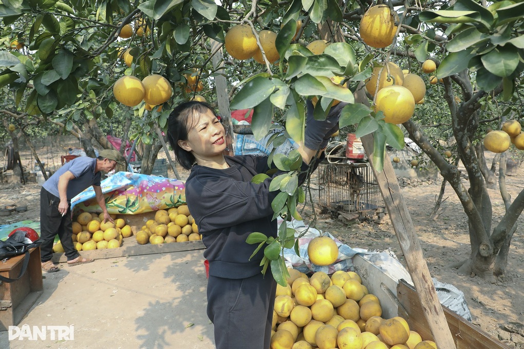 Die besten Früchte der Welt werden in ganz Vietnam angebaut - 1 Loại quả trong nhóm tốt nhất thế giới được trồng khắp Việt Nam - 1