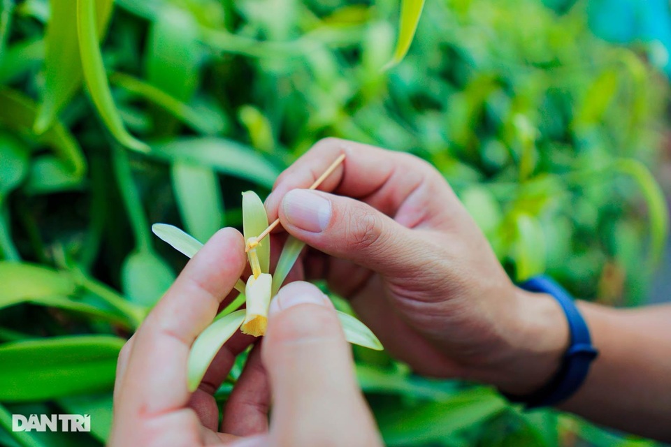 Người nông dân Bình Dương thuần hóa cây lạ cho loại quả 20 triệu đồng/kg - 7 Người nông dân Bình Dương thuần hóa cây lạ cho loại quả 20 triệu đồng/kg - 7