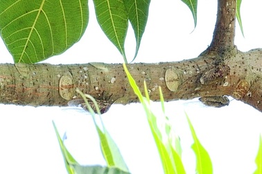 Cuộc sống đảo lộn vì... tiếng ve sầu