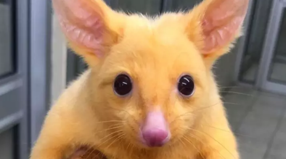 Sinh vật lông vàng ở Úc được mệnh danh Pikachu ngoài đời thực - 1 Sinh vật lông vàng ở Úc được mệnh danh Pikachu ngoài đời thực - 1