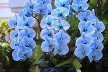 Dịp 8/3: "Bỏng tay" với lan hồ điệp nhuộm màu độc, 1,2 triệu đồng/cành