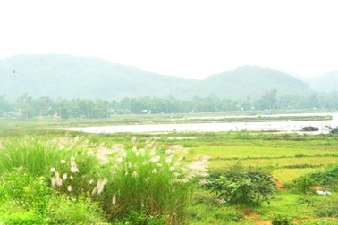 Ngắm hoa cỏ lau trắng muốt báo hiệu mùa bão lũ đã hết