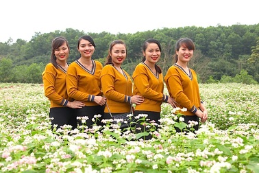 Chiêm ngưỡng vườn hoa Tam giác mạch đầu tiên ở xứ Nghệ