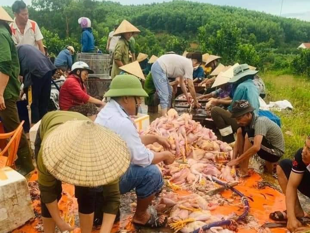 Chập điện giữa nắng nóng, 10.000 con gà lăn ra chết - 2 Chập điện giữa nắng nóng, 10.000 con gà lăn ra chết - 2