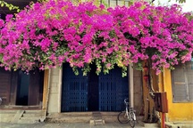 Những giàn hoa giấy Hội An hồi sinh rực rỡ sau những ngày giông bão