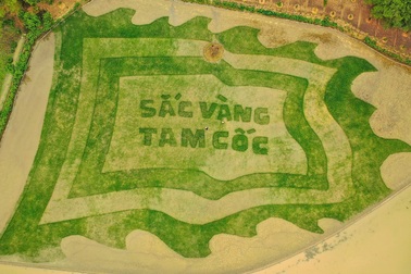 Trầm trồ cánh đồng lúa hình lá cờ hội "khổng lồ" đẹp như tranh ở Tam Cốc