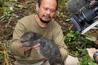 Phát hiện loài chuột khổng lồ ở Indonesia