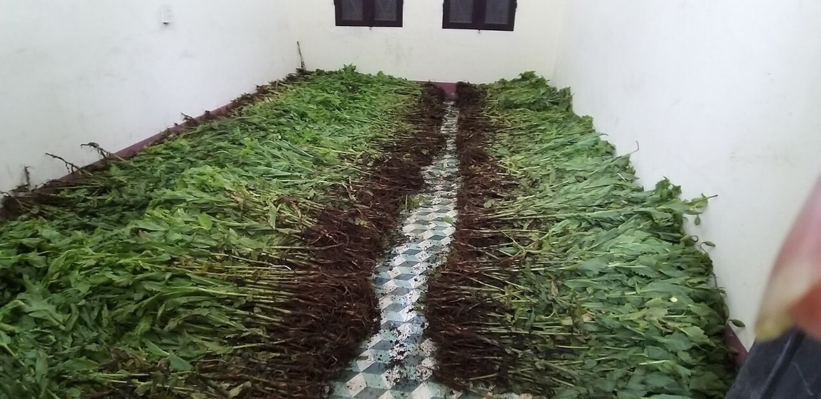 Tiêu hủy hơn 8.000 cây thuốc phiện trồng trong thung lũng núi đá - 4 Tiêu hủy hơn 8.000 cây thuốc phiện trồng trong thung lũng núi đá - 4