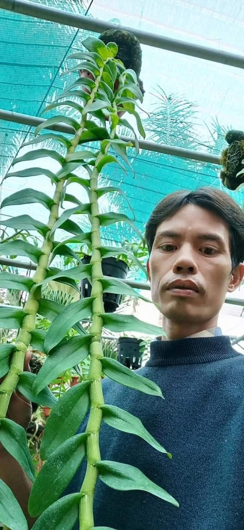 Nghệ nhân trồng lan Đỗ Văn Đạt chia sẻ cách chăm sóc cây con cho người mới bắt đầu - 2 Nghệ nhân trồng lan Đỗ Văn Đạt chia sẻ cách chăm sóc cây con cho người mới bắt đầu - 2