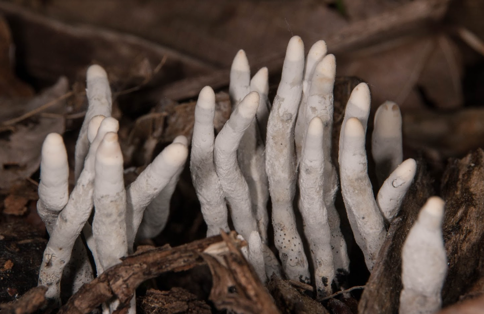 Nấm “bàn tay zombie” khiến nhiều người thoạt nhìn đã khiếp - 3 Nấm “bàn tay zombie” khiến nhiều người thoạt nhìn đã khiếp - 3