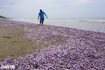 Ngao dạt bờ bất thường, chất đống, tím lịm dọc bãi biển