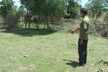 Một phụ nữ bị bò húc chết tại chỗ