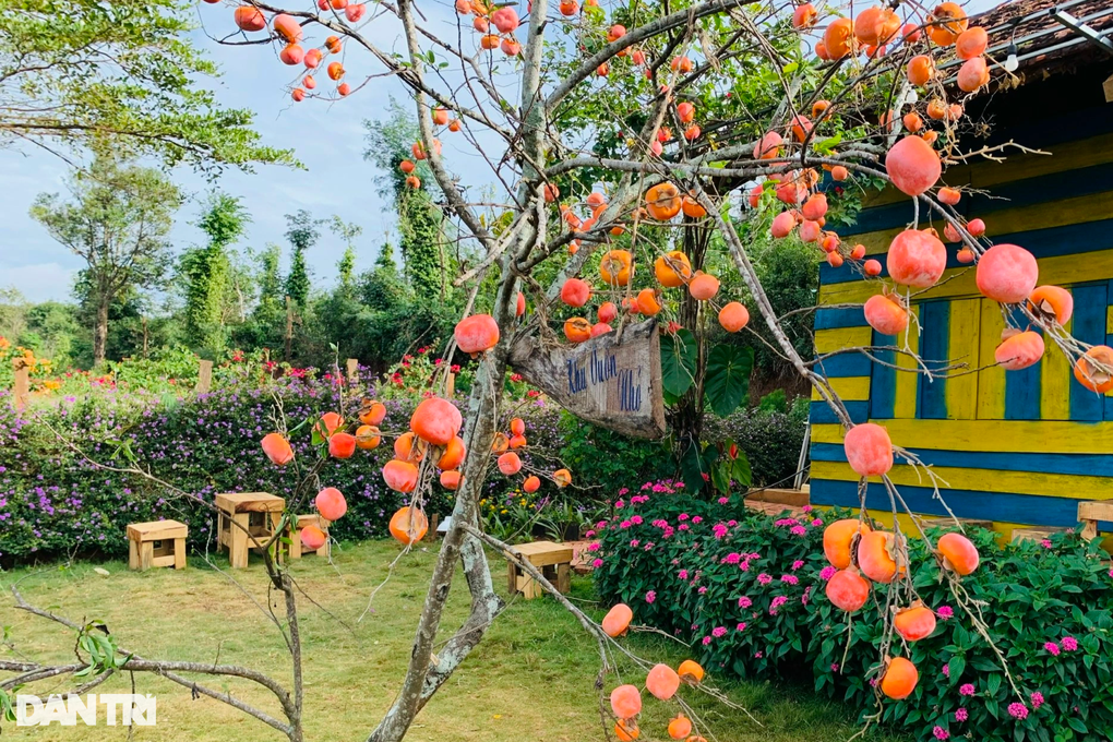 Giới trẻ thích thú check-in vườn hoa thạch thảo rực rỡ - 7 Giới trẻ thích thú check-in vườn hoa thạch thảo rực rỡ - 7