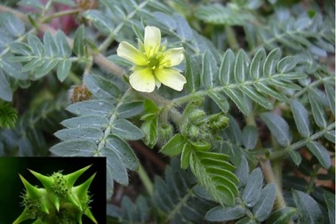 Dược thảo Bạch tật lê dưới góc nhìn chuyên gia