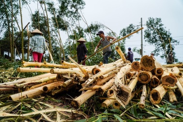 Nông dân Huế hối hả thu hoạch keo lá tràm chạy bão số 8