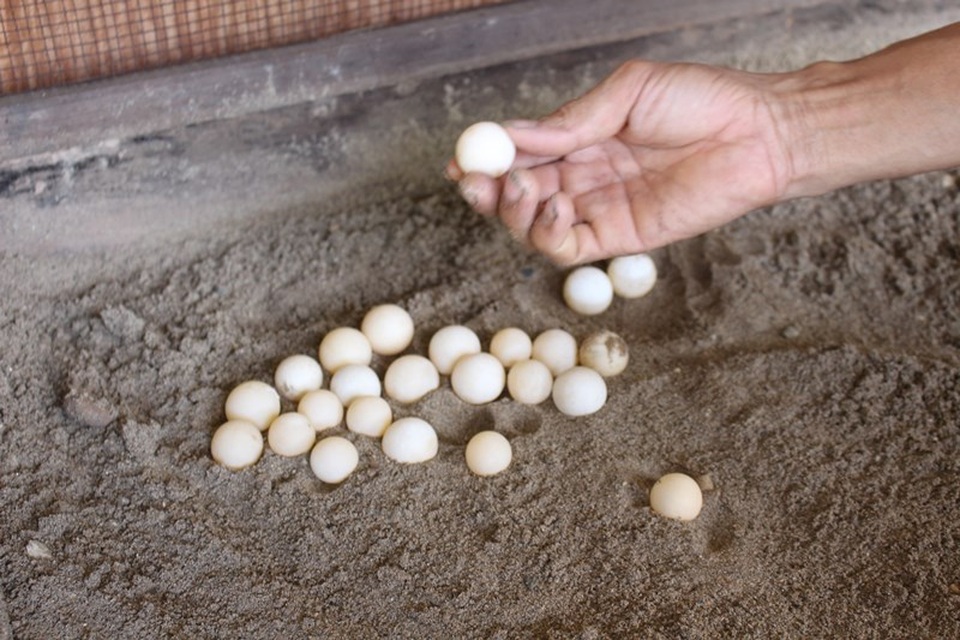 Nam Định: Bỏ nghề mộc, chàng trai đổi đời nhờ nuôi ba ba gai - 4 Nam Định: Bỏ nghề mộc, chàng trai đổi đời nhờ nuôi ba ba gai - 4