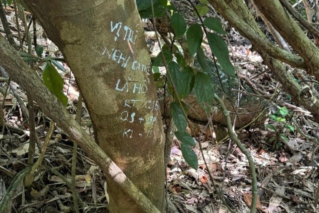 Vụ người dân trình báo thấy hổ trong rừng: Nghi là mèo rừng - 2