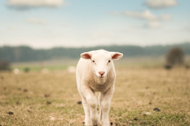 Con cừu tội lỗi