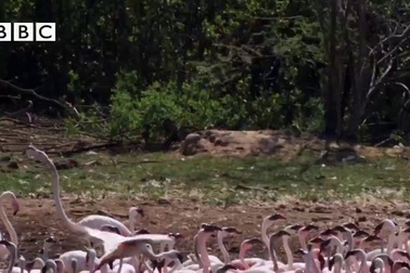 Choáng với cảnh khỉ đầu chó “săn” chim hồng hạc