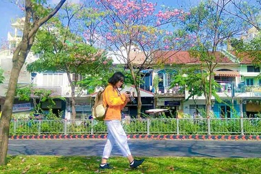 Có một Sài Gòn mộng mơ mùa hoa kèn hồng nở rộ