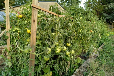 Cặp đôi về quê làm nông dân, biến đất hoang thành vườn rau sạch