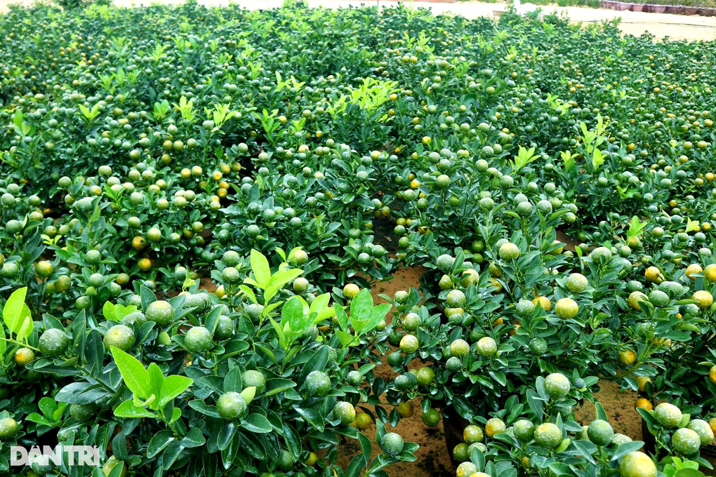 Quất cảnh tăng giá, chưa đến Tết đã cháy hàng - 4 Quất cảnh tăng giá, chưa đến Tết đã cháy hàng - 4