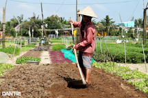Người trồng rau Trà Quế thắt ruột nhìn mưa bão liên tiếp vùi dập ruộng vườn