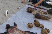 Động vật hoang dã ở vườn quốc gia bị săn bắn dã man