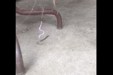 Rợn người với cuộc chiến sống còn giữa nhện độc và rắn độc