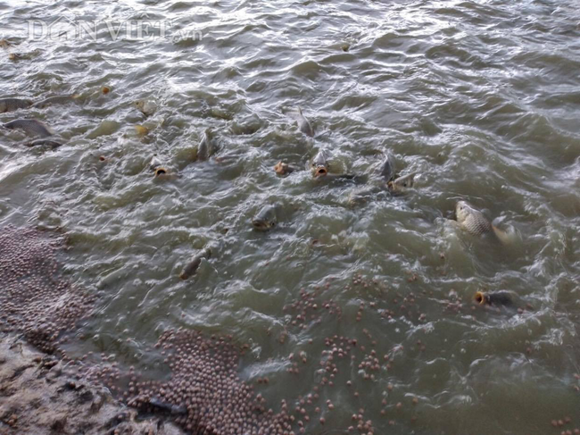 Nuôi cá chép lai thâm canh, nông dân Thanh Hóa lời 150 triệu đồng/ha - 9 Nuôi cá chép lai thâm canh, nông dân Thanh Hóa lời 150 triệu đồng/ha - 9