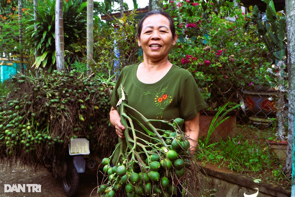 Nông dân vẫn vui vẻ khi giá cau “lao dốc”, thương lái ngừng mua