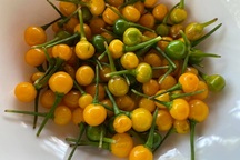 Bất ngờ loại ớt đắt nhất thế giới giá nửa tỷ một kg được người Việt đem tặng miễn phí