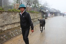 Xuất hiện băng giá, dân đốt lửa sưởi cứu trâu bò