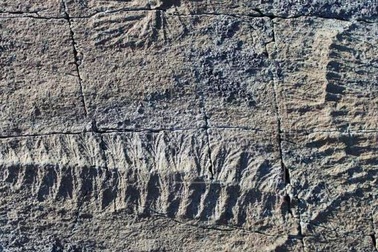 Phát hiện hóa thạch loài thú răng chạm có niên đại 16.000 năm tại Uruguay