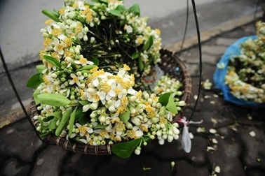 Những sắc hoa tháng 3 dịu dàng giữa trời Hà Nội