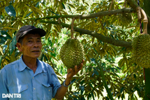 Trồng hồ tiêu "nương tựa", lão nông thu tiền tỷ mỗi năm