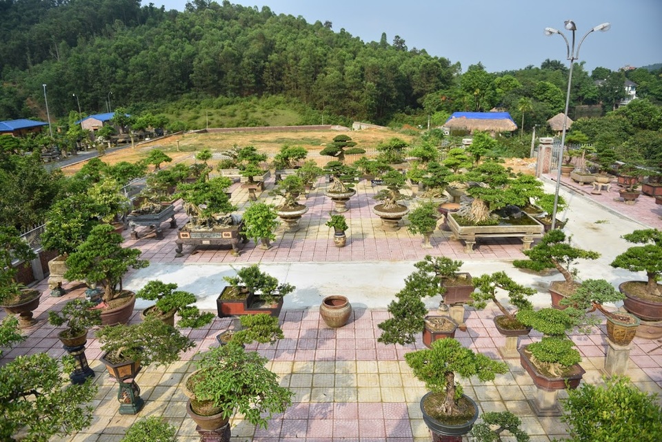Chiêm ngưỡng nhà vườn toàn siêu cây bạc tỷ của ông vua cây cảnh - 4 Chiêm ngưỡng nhà vườn toàn siêu cây bạc tỷ của ông vua cây cảnh - 4