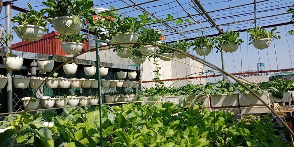 Mãn nhãn “khu vườn trên mây” tốt như nông trại của ông bố đảm Hà Nội - 1 Mãn nhãn “khu vườn trên mây” tốt như nông trại của ông bố đảm Hà Nội - 1