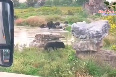 Du khách "đứng tim" chứng kiến cảnh gấu vồ chết nhân viên vườn thú