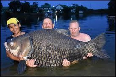 Vật lộn hàng giờ để tóm gọn cá chép “siêu khủng” nặng 105 kg