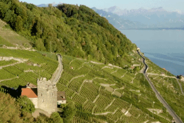 Bí quyết để ruộng nho nhận loại ánh sáng giúp rượu có mùi vị độc đáo