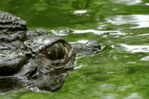 Cụ bà gần 70 tuổi bị cá sấu dài 3m tấn công và tử vong khi dắt chó đi dạo