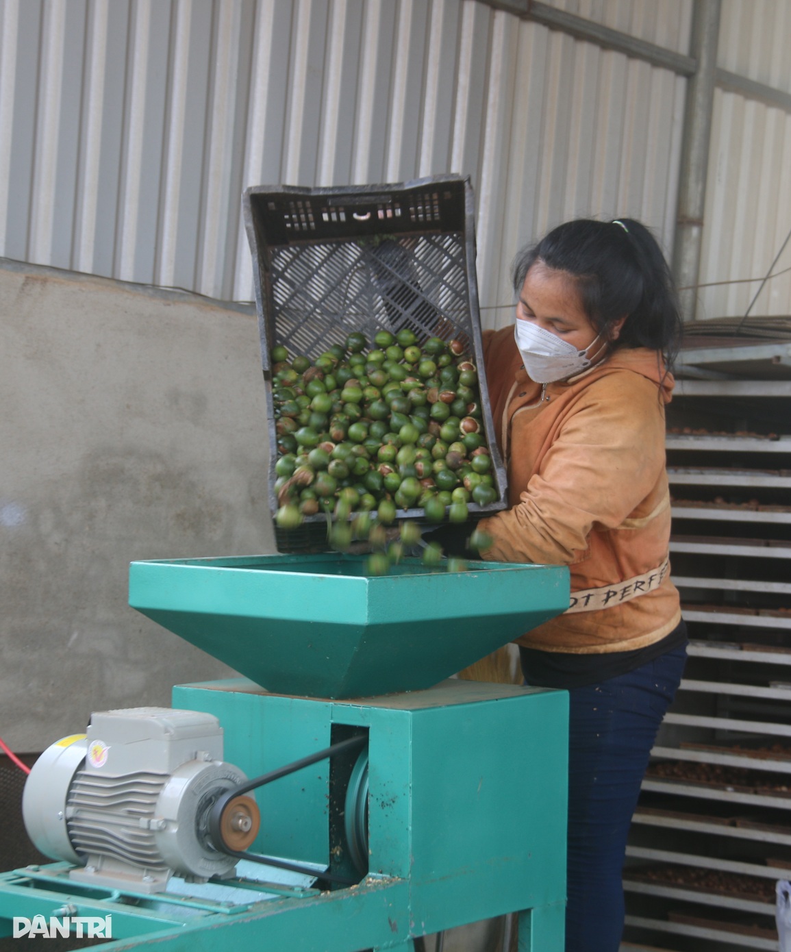 Dân vùng biên sống khỏe nhờ nữ hoàng của các loại hạt - 2 Dân vùng biên sống khỏe nhờ nữ hoàng của các loại hạt - 2