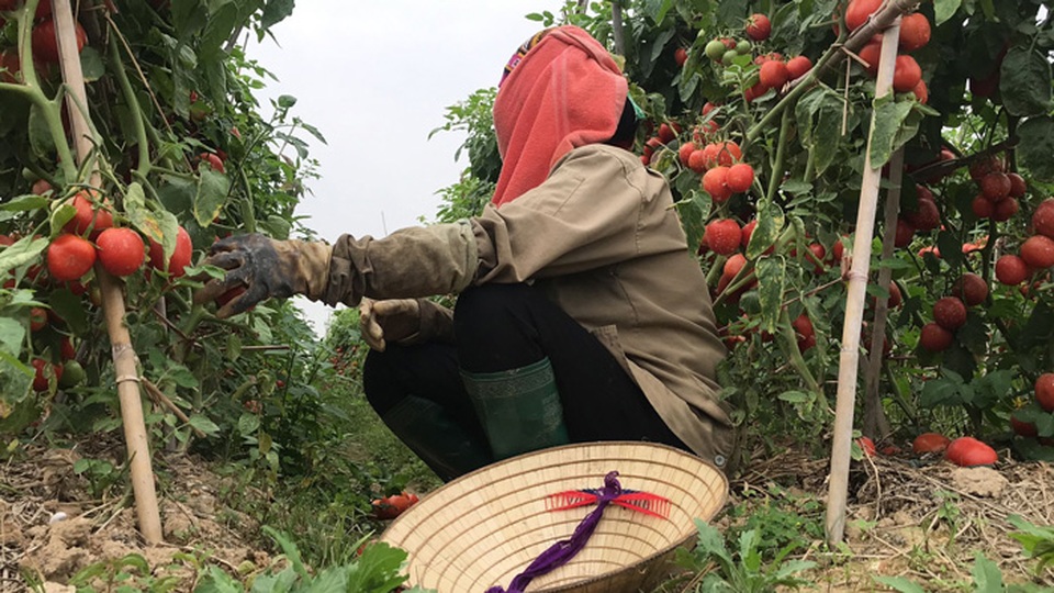 Xót xa cảnh súp lơ nở hoa, cà chua thối rữa đầy đồng giữa tâm dịch Hải Dương - 4